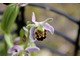 Pszczeli storczyk (Ophrys apifera) wygląda niesamowicie, wyglądem przypomina pszczołę