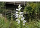 Campanula trachelium jest tutaj naturalizowany