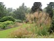 Stipa gigantea wprowadza ruch i szeleści na wietrze