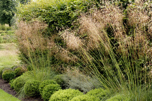 Stipa gigantea