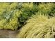 Hakonechloa macra 'Aureola" i Alchemilla mollis