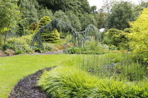 Hakonechloa macra i Ophiopogon planiscapus 'Nigrescens'