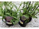 Verbena bonariensis i Salvia nemorosa - egzemplarze przywiezione z Anglii