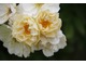 Rosa 'Goldfinch' oferuje kwiaty w pastelowych, "śmietankowych" barwach i wspaniały zapach