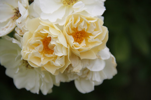 Rosa 'Goldfinch' oferuje kwiaty w pastelowych, "śmietankowych" barwach i wspaniały zapach