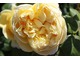 Rosa Graham Thomas' ma zapach róży herbacianej, niezbyt silny, ale świeży
