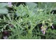 Pelargonium radens ma pachnące, szarozielone liście, których używano do aromatyzowania galaretek i herbat ziołowych
