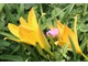 U liliowców pachną głównie odmiany o kwiatach żołtych
