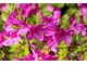 Zdrowe kwiaty azalii świadczą o jej dobrej jakości
