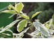 Dereń biały 'Elegantissima' oprócz kolorowych gałązek ma biało obrzeżone liście