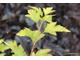 Pęcherznica kalinolistna 'Luteus' dla odmiany ma żółte liście