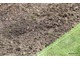 Potem użyźniami glebę kompostem, lekko go przekopując z gruntem rodzimym, wyrównujemy i gotowe
