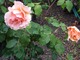 Róże w prywatnym przedogródku