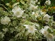 Philadelphus coronarius "Variegatus"