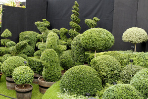 Bukszpanowe topiary