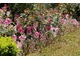 Różowy tulipan 'Innuendo' w towarzystwie delikatnych "kaszkowatych" kwiatostanów skalnicy (Saxifraga) i młodych przyrostów róż