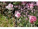 Tulipan 'Innuendo', różowe niezapominajki i skalnica