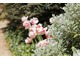 Tulipan 'Shirley' ma atrakcyjne ubarwienie, jest lekko zabarwiony na brzegach fioletem czy różem i w tej kompozycji ma za towarzystwo krzew o srebrnym ulistnieniu