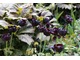 Czarny tulipan 'Paul Scheerer' i brązowe liście rodgersji