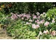 Różowe tulipany 'Angelique' i delikatne bodziszki, również kwitnące na różowo