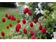 Czerwone tulipany, pieris o różowych przyrostach, a w tle biało kwitnący różanecznik