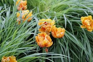 Tulipan 'Orange Princess' w liliowcach