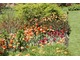 Tulipany pomarańczowe i czerwone w towarzystwie krzewów o bordowym ulistnieniu (berberys, głogownik, ale może też być perukowiec)