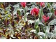 Nowoczesny tulipan 'Esperanto' z grupy Viridiflora  pyszni się delikatnymi kolorami i jest jakby stworzony do tego towarzystwa (liście floksów)  