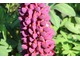 Lupinus 'Masterpice'  szybko rośnie i ma purpurowo-pomarańczowe kwiaty, które świetnie wyglądają w towarzystwie różu i błękitu innych kwiatów