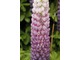 Lupinus 'Persian Slipper'