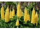 Lupinus 'Desert Sun'