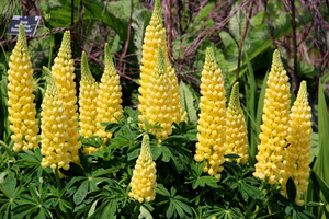 Lupinus 'Desert Sun'