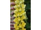 Lupinus 'Desert Sun'