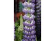 Lupinus 'Persian Slipper'