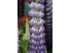 Lupinus 'Persian Slipper'