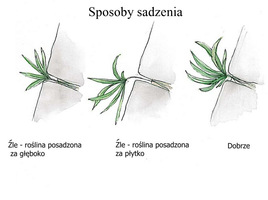 Drobne byliny skalne wkładamy w szczeliny wciskając ich bryły delikatnie i przysypujemy warstwą ziemi lub kładziemy kolejny głaz