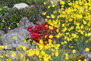 Ranunculus gramineus i Allium glaucum 'Flavum'