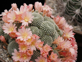 Kaktusy uwielbiają słońce i wysokie temperatury, a więc w lipcu zachwycają kwiatami