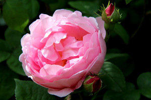 'Constance Spry'