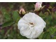 Róża 'White Moss'