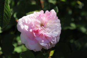 'Rosemoor'