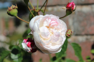 'Princesse Louise'