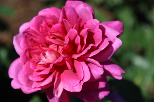 'Princess Anne'