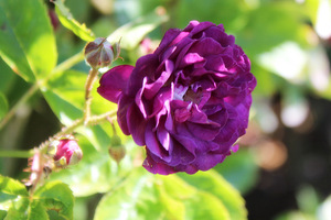 'Bleu Magenta'