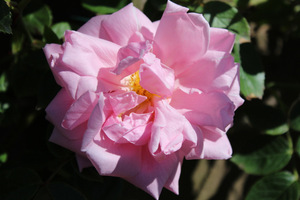 'Alida Lovett'