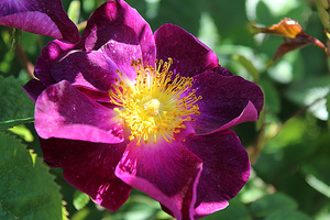 'La Belle Sultane'