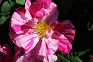 Rosa mundi