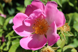 Rosa complicata