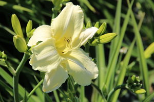 Hemerocallis 'Iron Gate Glacier' 