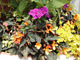 Fioletowa werbena, pomarańczowe begonie, żółty Oxalis i delikatnie żółte listki kocanek